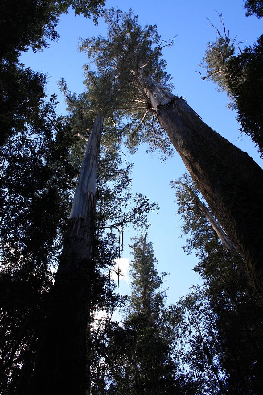 Árbol majestuoso con ramas extendidas al cielo